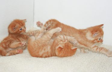 ginger-kittens